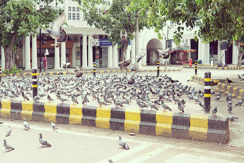 デリー・コンノートプレイスの広場にいる大量の鳩