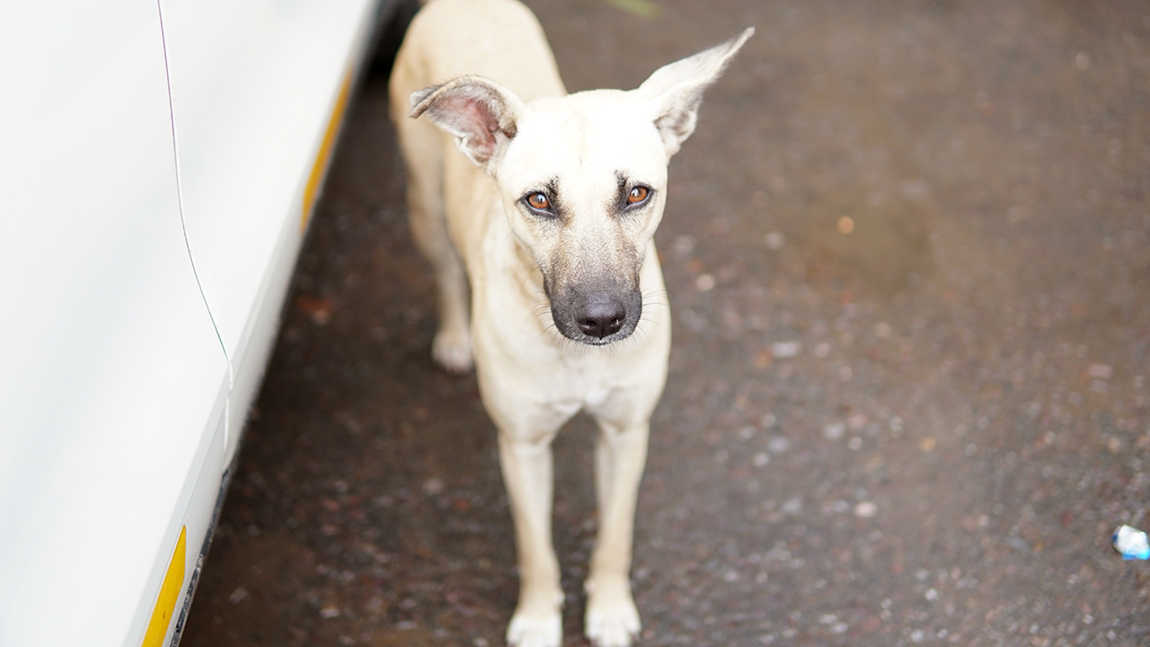 サービスエリアの野良犬