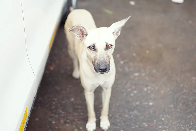 サービスエリアの野良犬