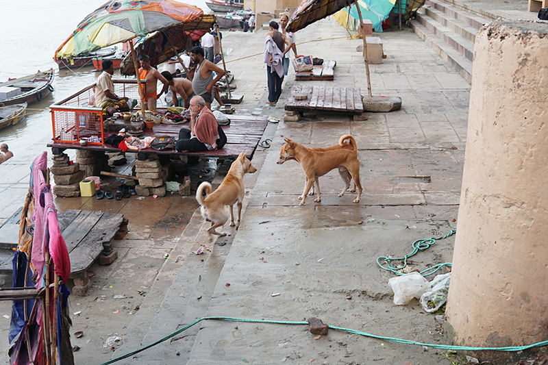 わんちゃんの縄張り争い