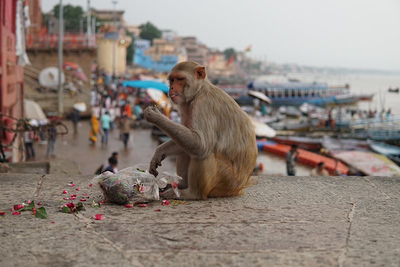 お祈り用のお花を食べる猿
