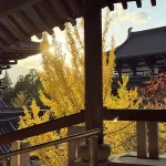 越前大仏の美しい銀杏1