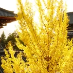 越前大仏の美しい銀杏2