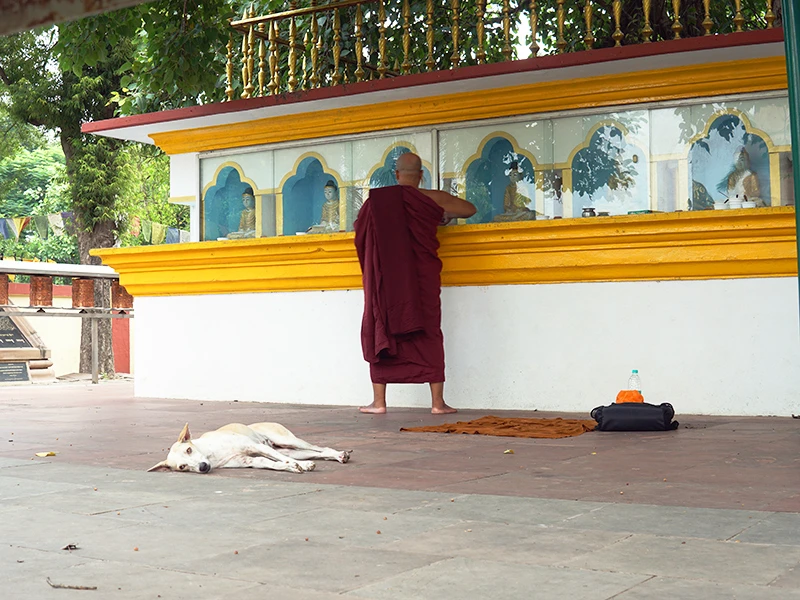 お坊さんと犬｜サールナート 観光記