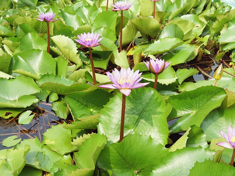ワット・タイ寺院の蓮池｜インドひとり旅 バラナシ