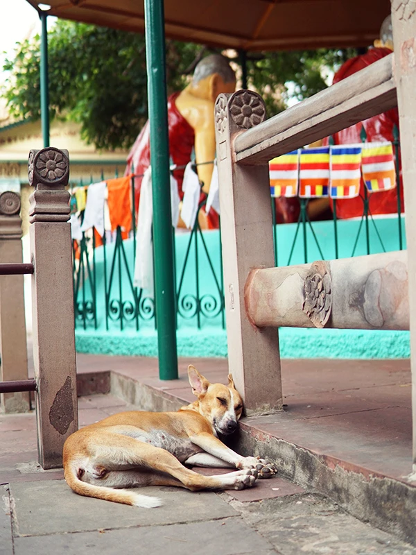 寺院で昼寝する犬｜サールナート 旅行記